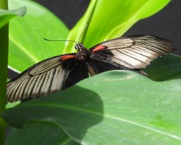 Butterfly Farm
