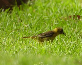 o_oriole