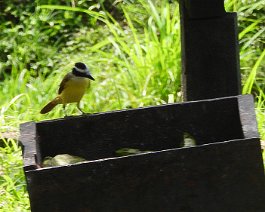 Kiskadee