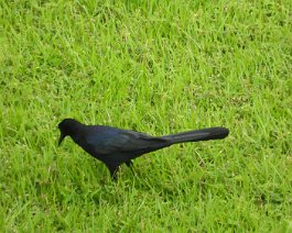 grackle