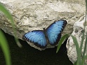 butterfly farm gnd cayman 027