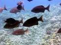 fish gnd cayman030